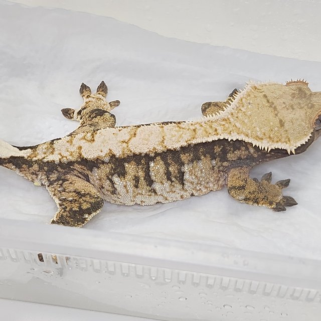 트라이 익스트림할리퀸