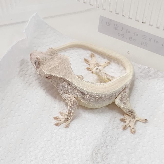 릴리화이트