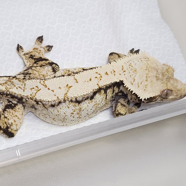 노멀 드리피 화이트스팟