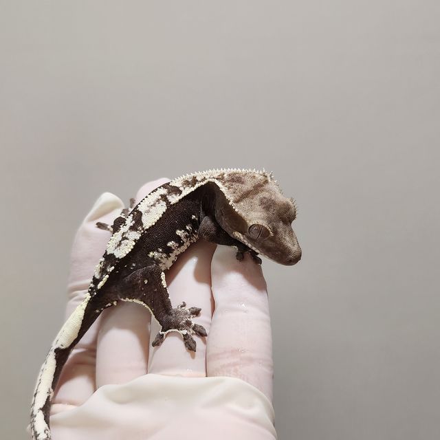 아잔틱