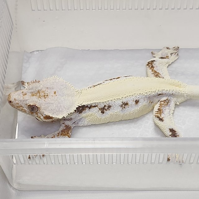 릴리화이트 솔리드백 풀핀