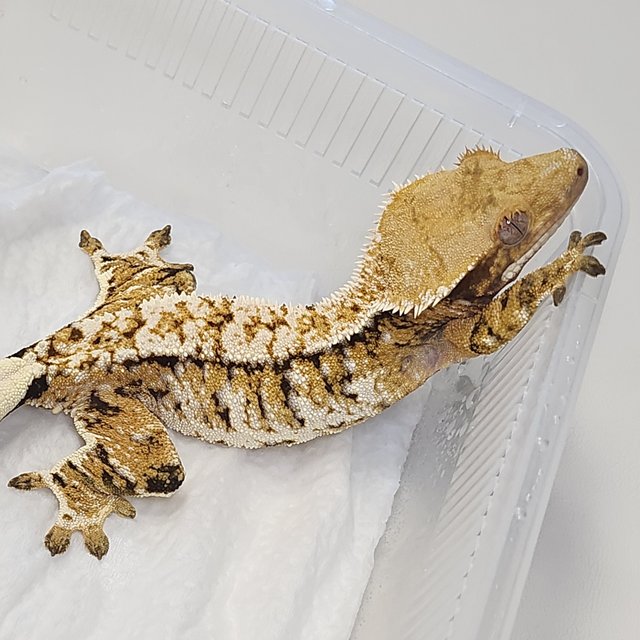 트라이 익스트림할리퀸