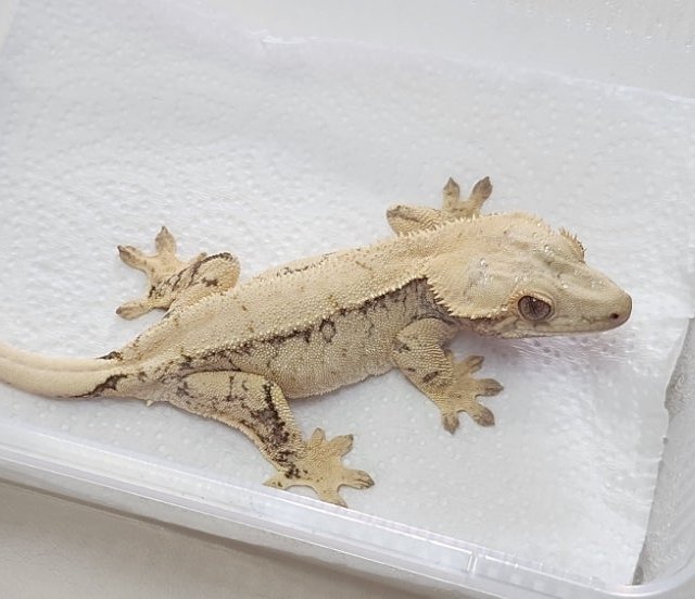 노멀 드리피 화이트스팟