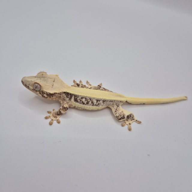 릴리화이트 솔리드백