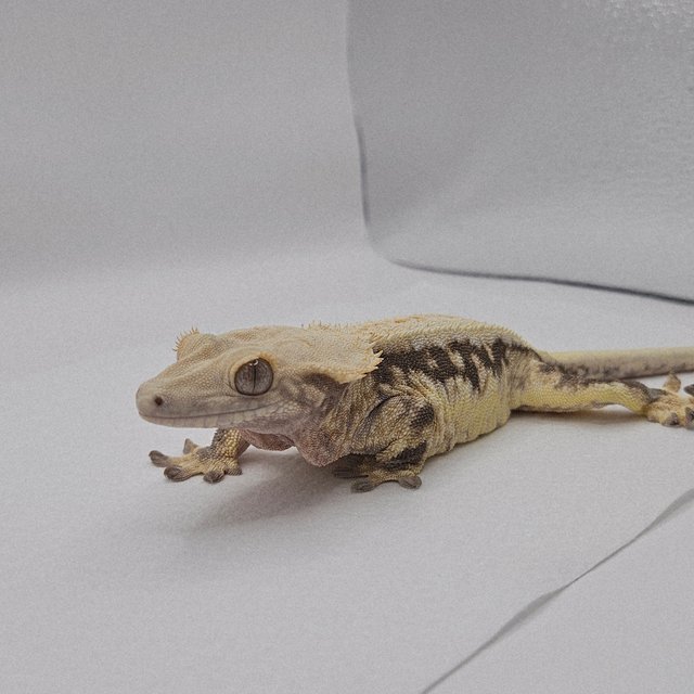 릴리화이트 풀핀 옐로우