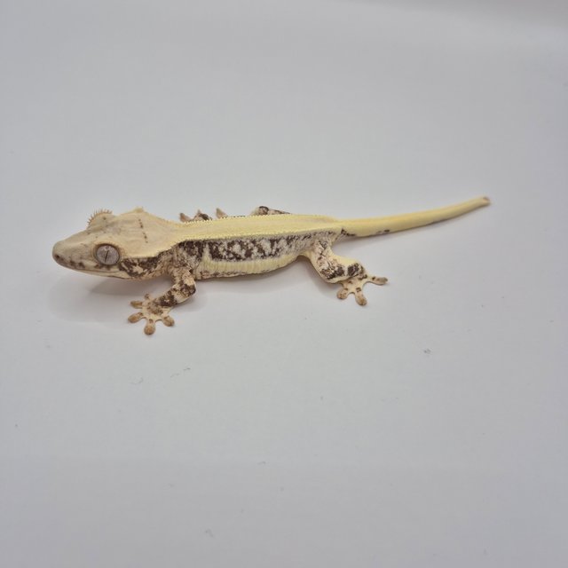 릴리화이트 솔리드백