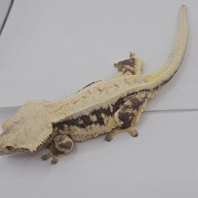 릴리화이트 풀핀 옐로우