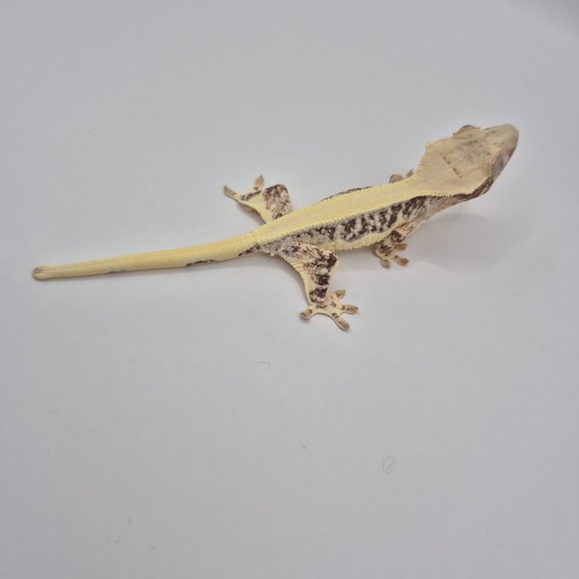 릴리화이트 솔리드백