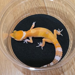 썬글로우