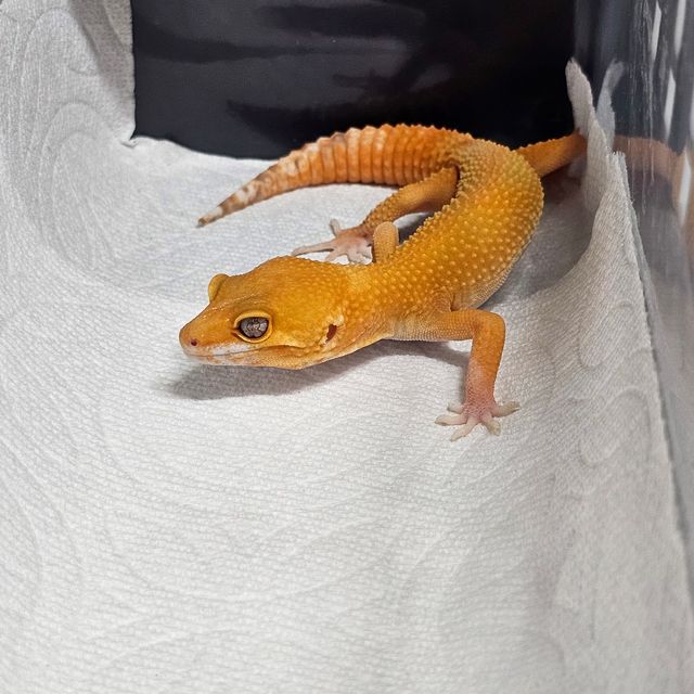 블러드 썬글로우