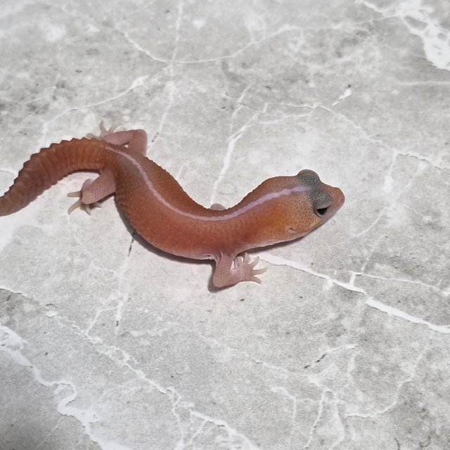 아멜라니스틱 패턴리스