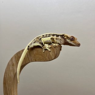 릴리100%헷아잔틱