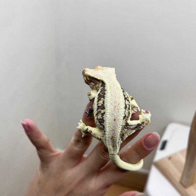 릴리100%헷아잔틱