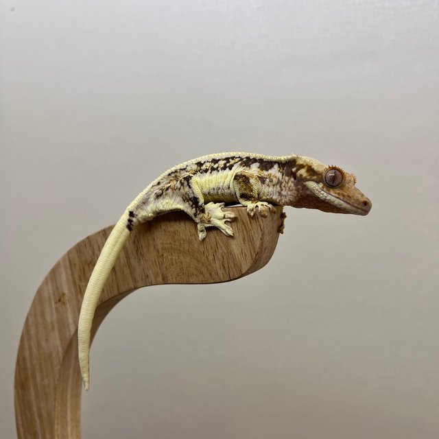 릴리100%헷아잔틱