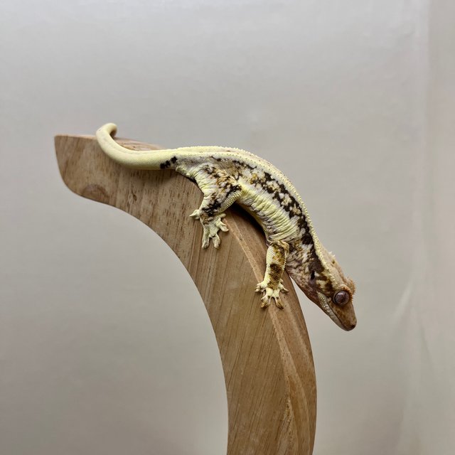 릴리100%헷아잔틱