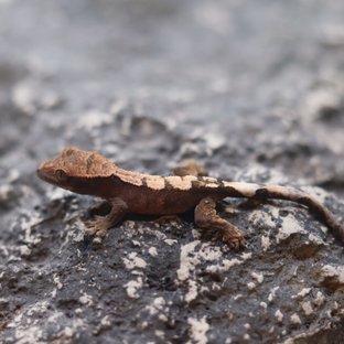세이블 100%헷아잔틱