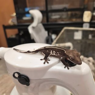 아잔틱