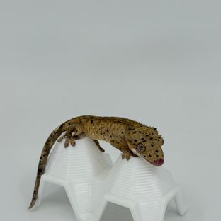 슈퍼달마시안