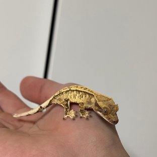 노멀 쿼드 화이트스팟