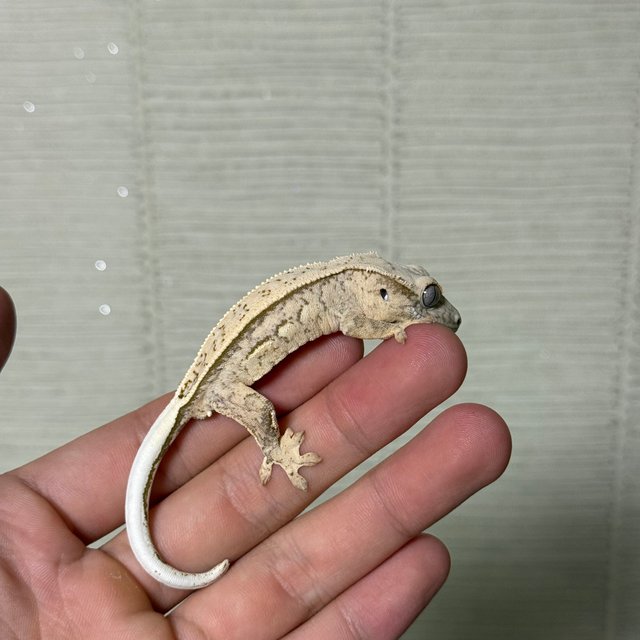 노멀 풀핀 쿼드