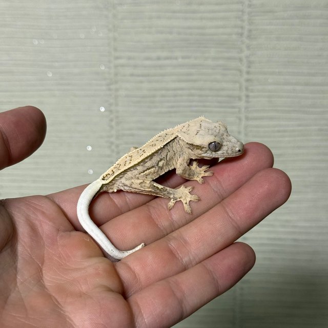 노멀 풀핀 쿼드