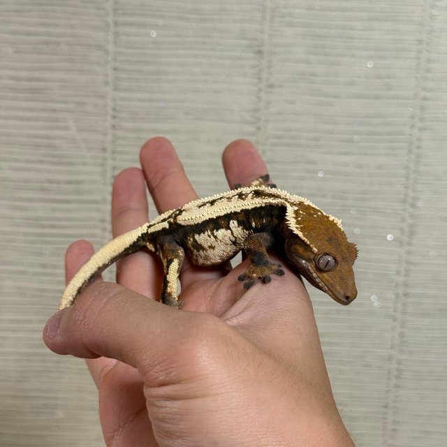 세이블