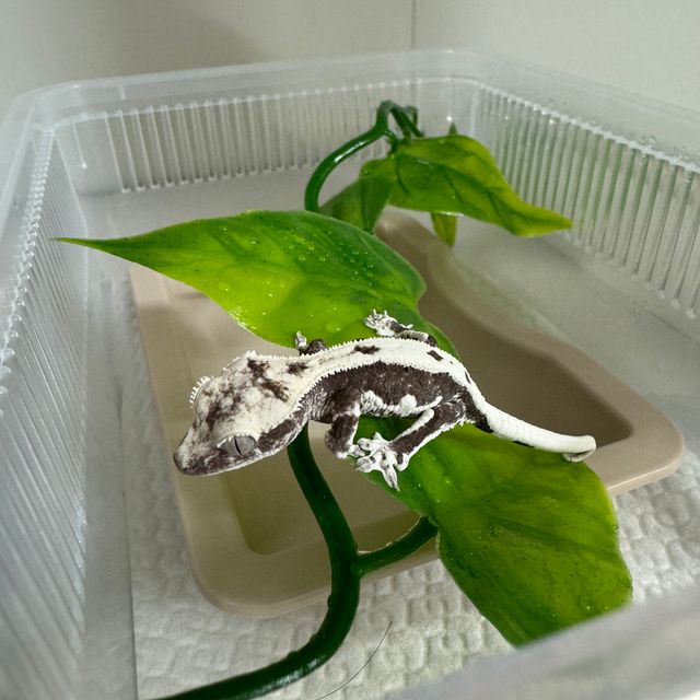 릴잔틱