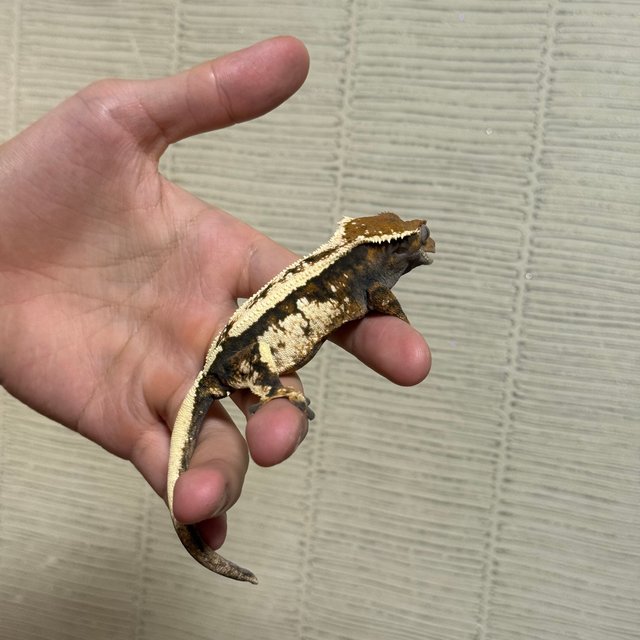 세이블