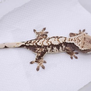 화이트스팟 화이트포트홀