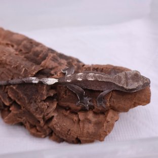 아잔틱