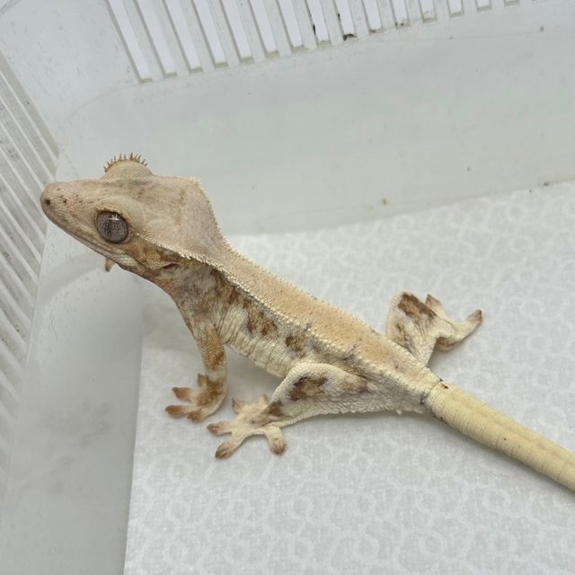 레드 릴리화이트