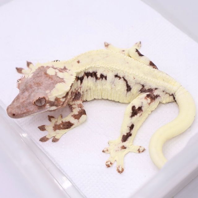 프라푸치노
