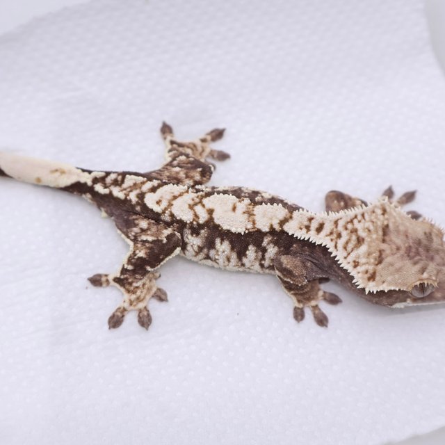 화이트스팟 화이트포트홀