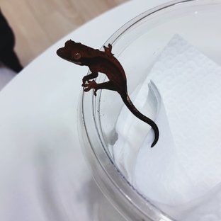 챠콜 카푸치노 블랙