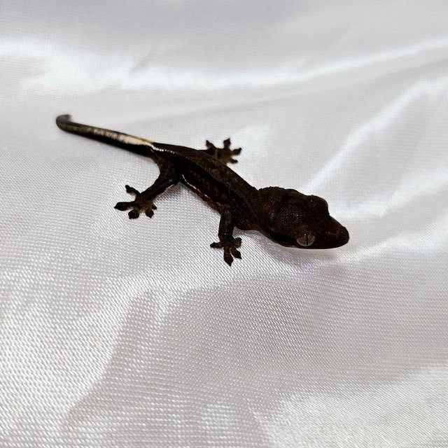 챠콜 풀핀 슈퍼스트라이프 카푸치노