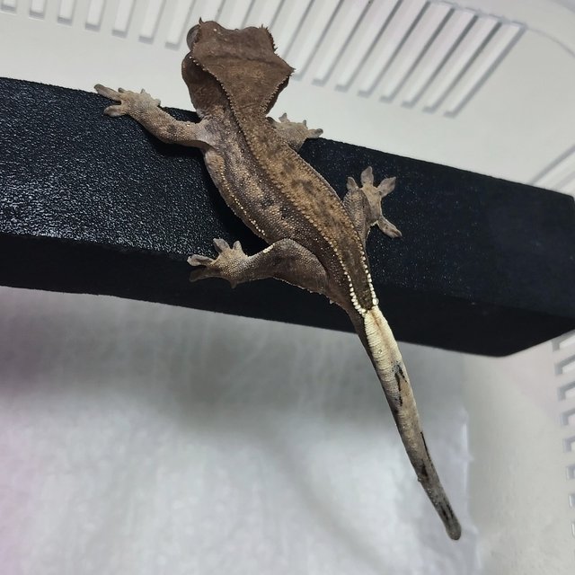 챠콜 풀핀 슈퍼스트라이프 카푸치노