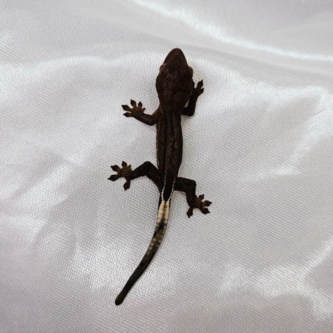 챠콜 풀핀 슈퍼스트라이프 카푸치노