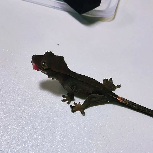 챠콜 블랙 카푸치노