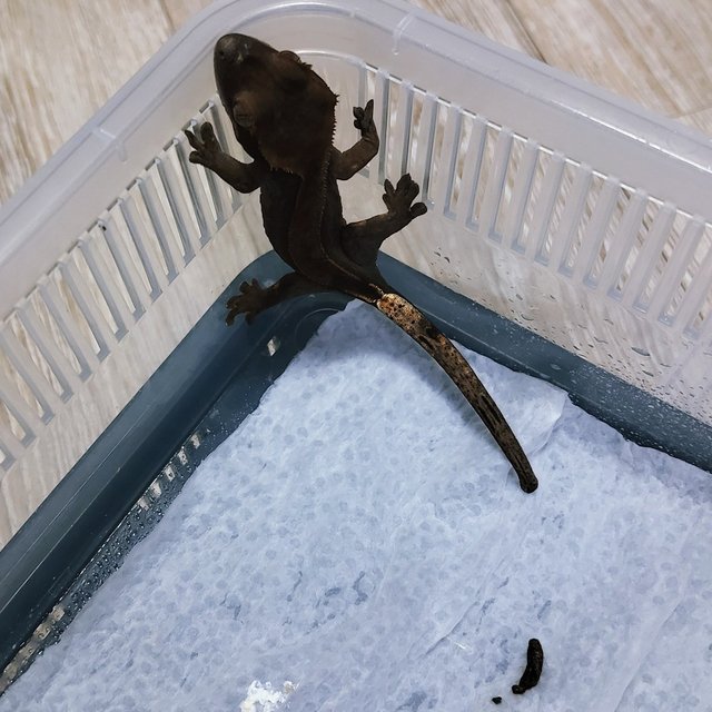 챠콜 블랙 카푸치노