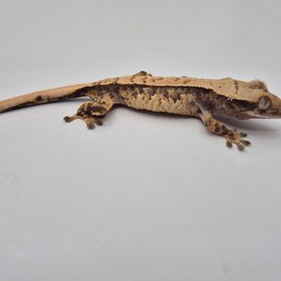 트라이