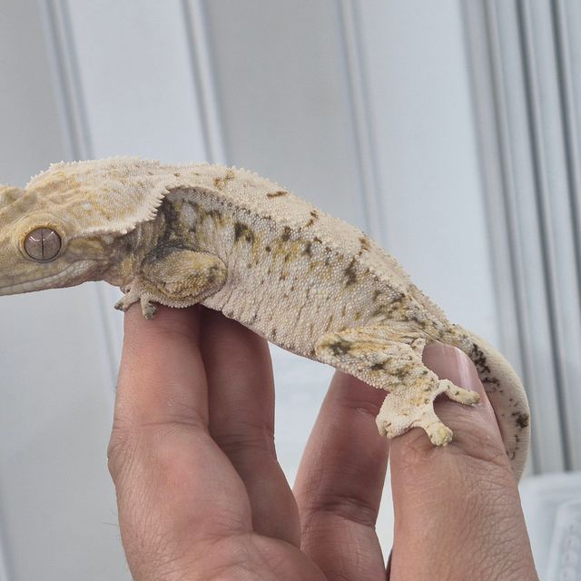 트라이 화이트스팟 드리피 화이트핀