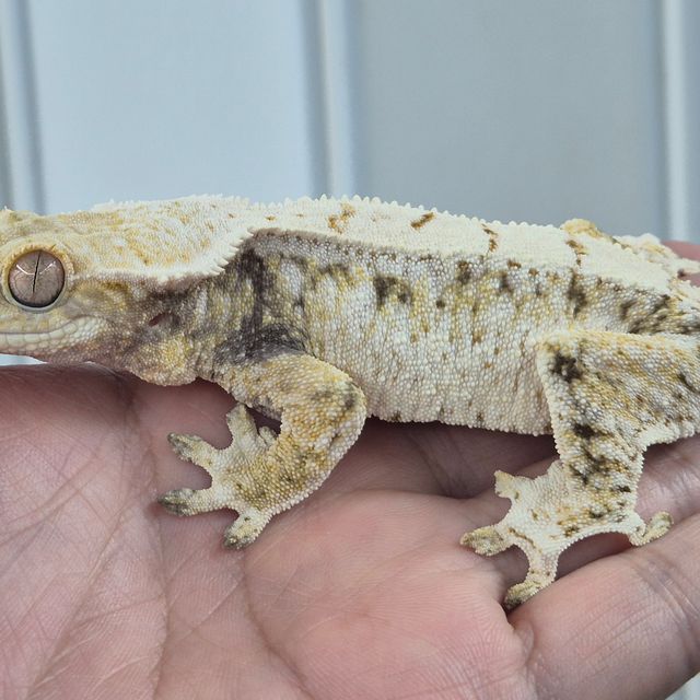 트라이 화이트스팟 드리피 화이트핀