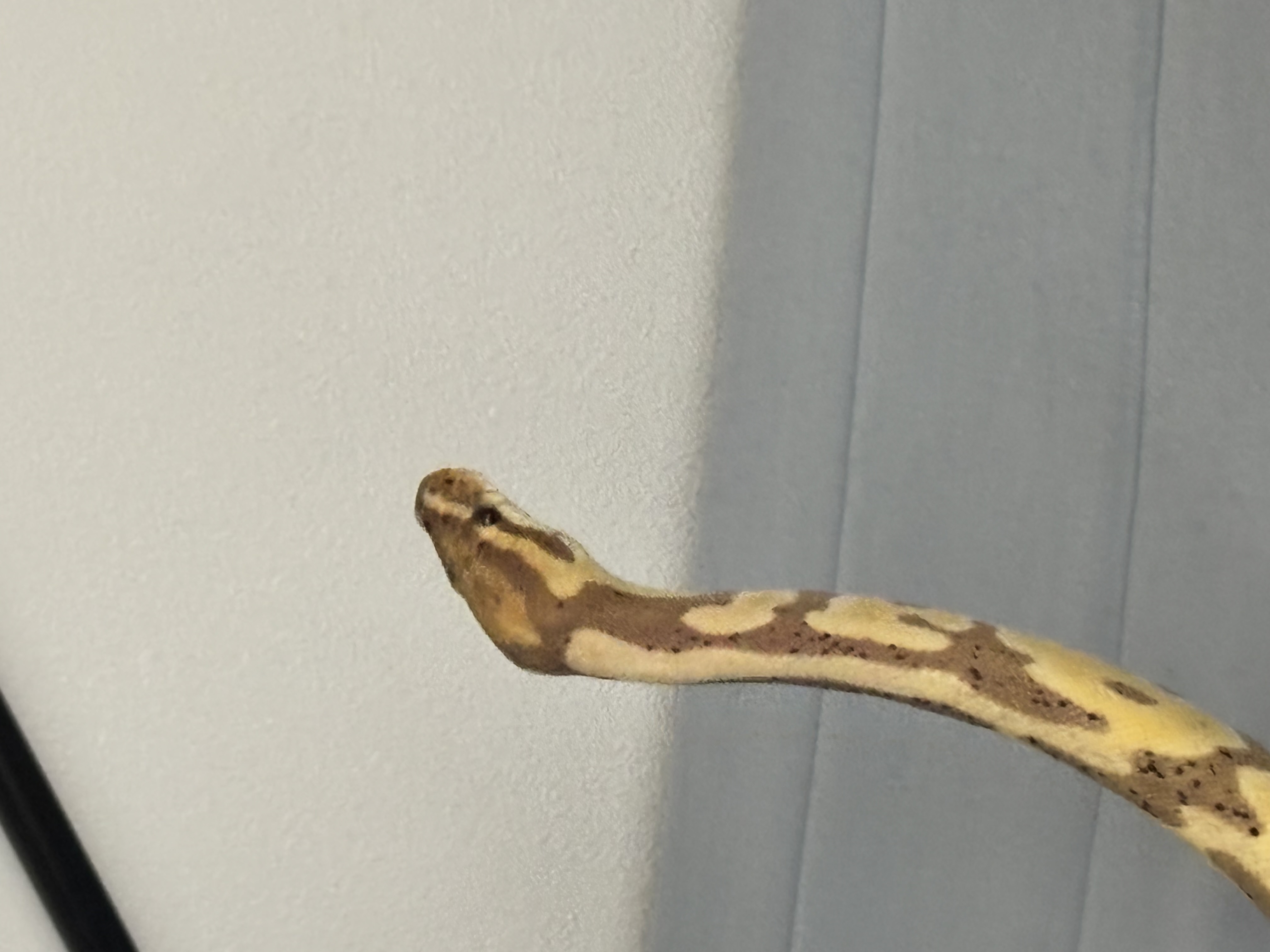 땅딸