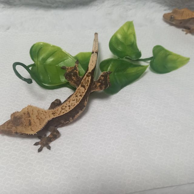 노멀
