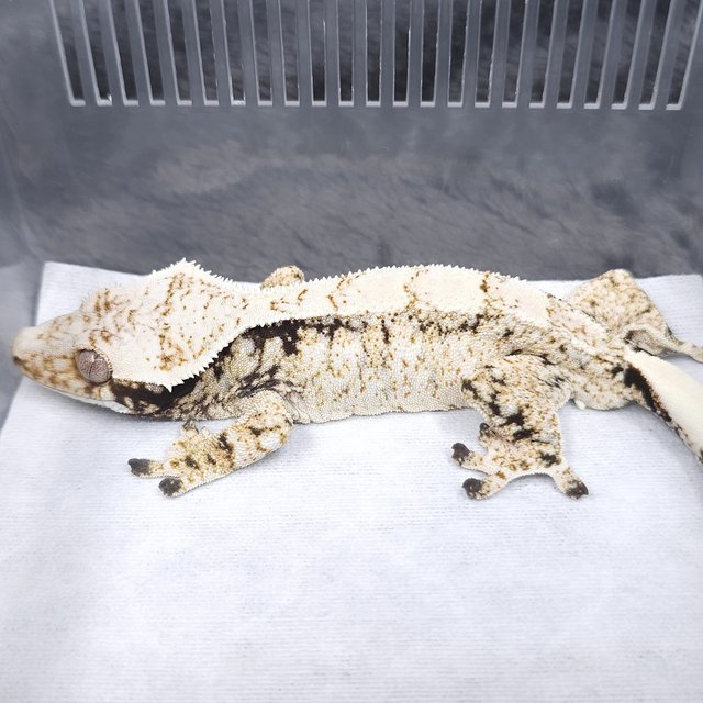 노멀 트라이 화이트스팟 드리피 화이트크라운