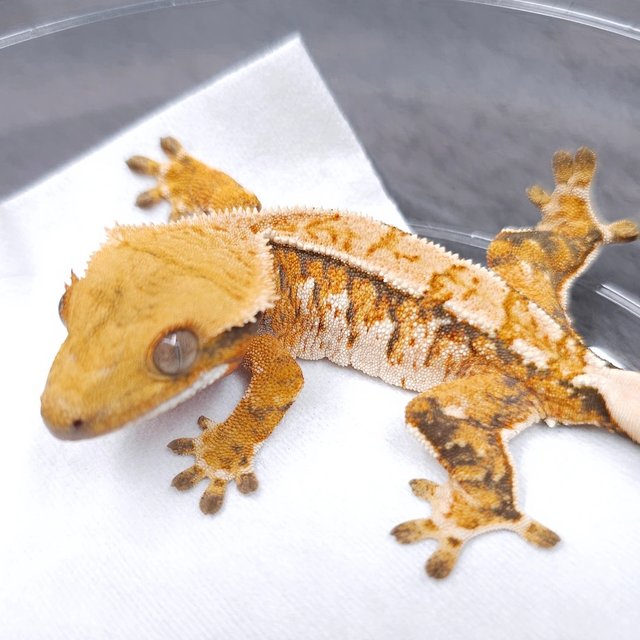 노멀 트라이 텐저린