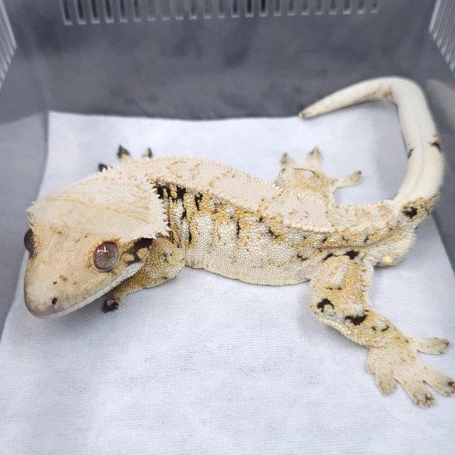 화이트스팟 트라이 노멀