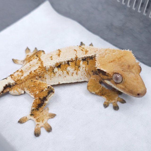 노멀 트라이 텐저린