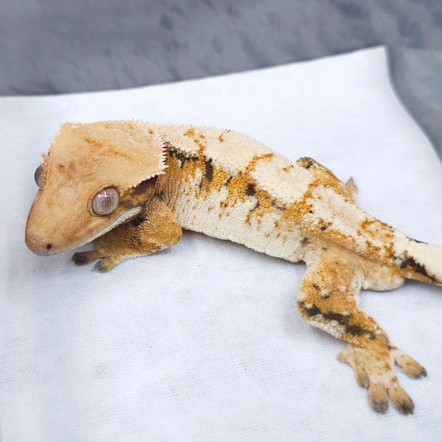 노멀 트라이 텐저린