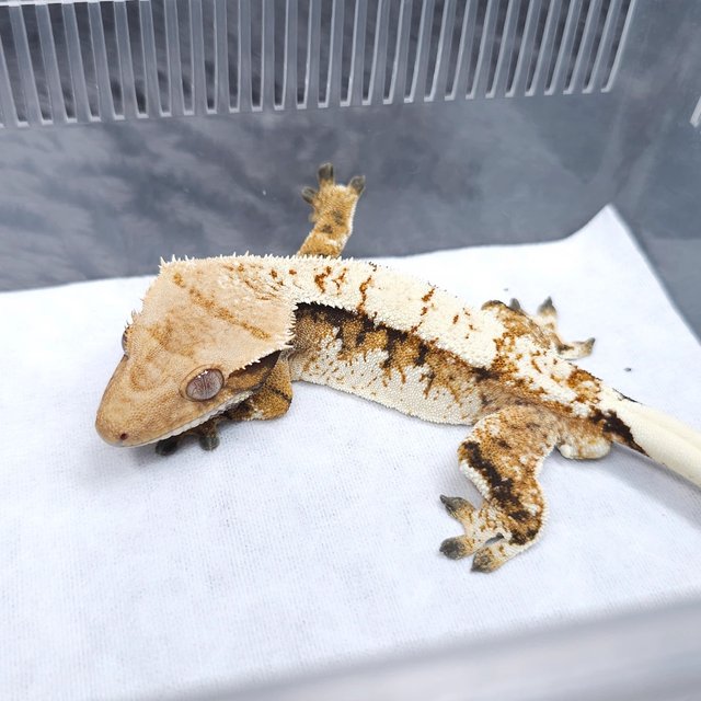 노멀 트라이 텐저린